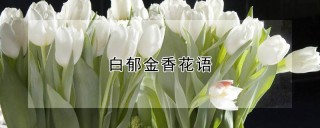 白郁金香花语,第1图