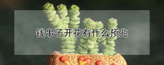 钱串子开花有什么预兆,第1图