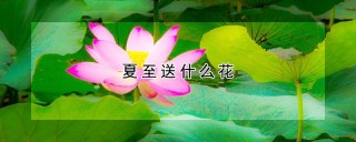 夏至送什么花,第1图