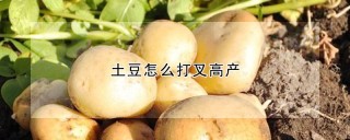 土豆怎么打叉高产,第1图