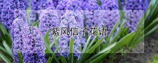 紫风信子花语,第1图