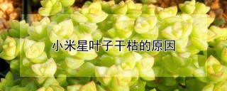 小米星叶子干枯的原因,第1图