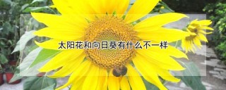 太阳花和向日葵有什么不一样,第1图