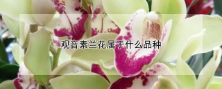 观音素兰花属于什么品种,第1图