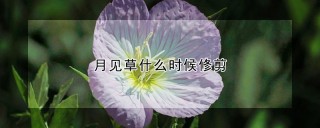 月见草什么时候修剪,第1图