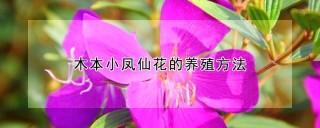 木本小凤仙花的养殖方法,第1图