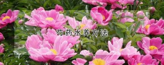 芍药水养方法,第1图