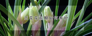 兰花花苞期如何养护,第1图