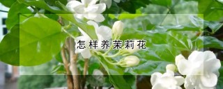 怎样养茉莉花,第1图