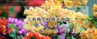 三角梅怎样换土换盆,第1图