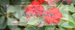 凤仙花可以活几年,第1图