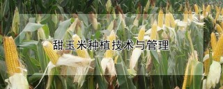 甜玉米种植技术与管理,第1图