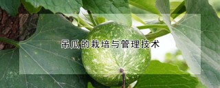 吊瓜的栽培与管理技术,第1图