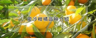 爱沙柑橘品种介绍,第1图