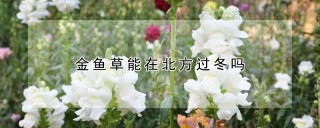 金鱼草能在北方过冬吗,第1图