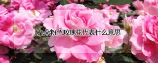 九朵粉色玫瑰花代表什么意思,第1图