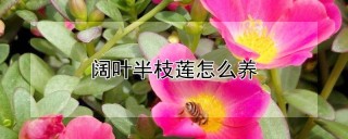 阔叶半枝莲怎么养,第1图