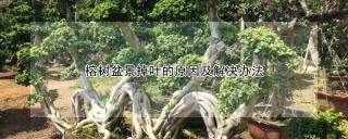 榕树盆景掉叶的原因及解决办法,第1图