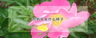 芍药花长什么样子,第1图