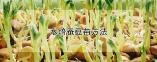 水培蚕豆苗方法,第1图