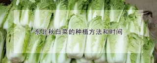 东北秋白菜的种植方法和时间,第1图