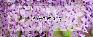 紫藤花的花语,第1图