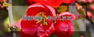 贴梗海棠一年开几次花,第1图