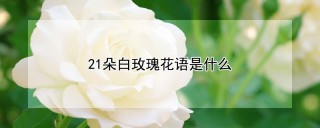 21朵白玫瑰花语是什么,第1图