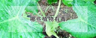 哪些植物有毒,第1图