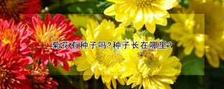 菊花有种子吗?种子长在哪里?,第1图