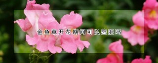 金鱼草开花期间可以施肥吗,第1图