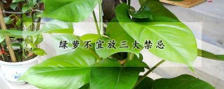 绿萝不宜放三大禁忌,第1图