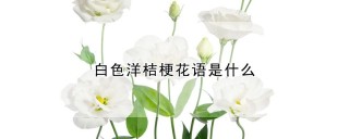 白色洋桔梗花语是什么,第1图