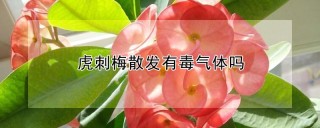 虎刺梅散发有毒气体吗,第1图