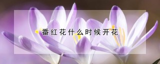 番红花什么时候开花,第1图