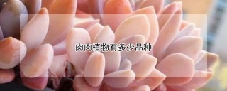 肉肉植物有多少品种,第1图