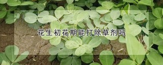 花生初花期能打除草剂吗,第1图