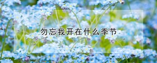 勿忘我开在什么季节,第1图