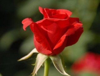 玫瑰花功能与主治：美白护肤、利尿、丰胸、抗病毒,第2图