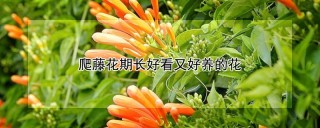 爬藤花期长好看又好养的花,第1图