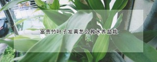 富贵竹叶子发黄怎么救水养盆栽,第1图