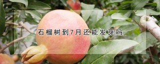 石榴树到7月还能发芽吗,第1图