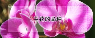 兰花的品种,第1图