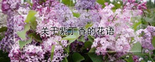 关于紫丁香的花语,第1图