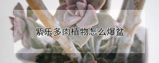 紫乐多肉植物怎么爆盆,第1图