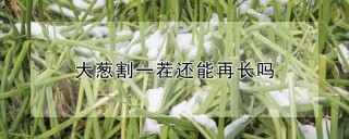 大葱割一茬还能再长吗,第1图