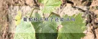 葡萄枝干枯了还能活吗,第1图