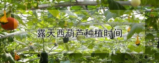 露天西葫芦种植时间,第1图