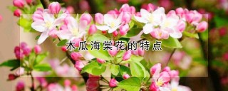 木瓜海棠花的特点,第1图