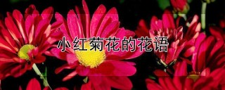 小红菊花的花语,第1图